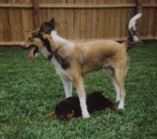 176: Second Dog Dynamics