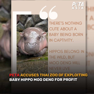 Good Morning Thailand EP.746 | PETA Accuses Thai Zoo of Exploiting Baby Hippo Moo Deng for Profit & More..
