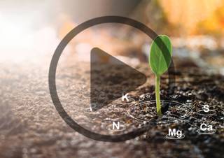Audio Article: Cation Exchange Capacity in the Garden