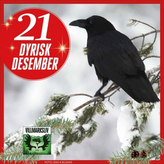Dyrisk Desember 21: Ravn – fugleverdenens Einstein
