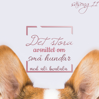 Det stora avsnittet om små hundar