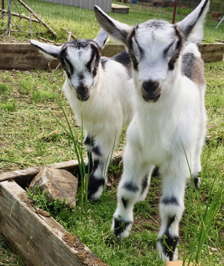 Audio Article: Herbal Dewormers
