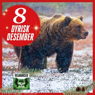 Dyrisk Desember 8: Bjørn - Bamse brakar