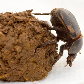 Dyngbaggen - insekten med en osynlig himlakompass