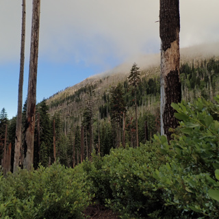 185: Summer Morning in the Salmon Mountains