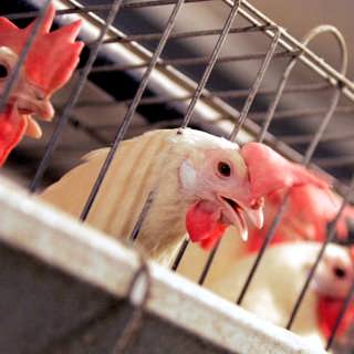 Är chicken race en bra politisk metafor?