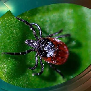 SPECIAL Fästingar – naturens lömska blodsugare