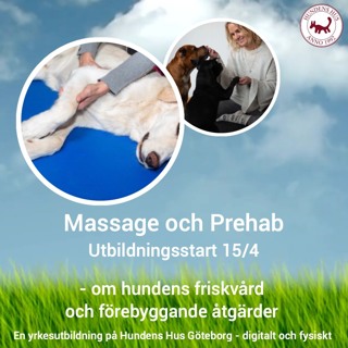 Samtal med hundmassör och laserterapeut Anna Stenfeldt
