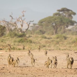 How to Win Friends and Influence Baboons