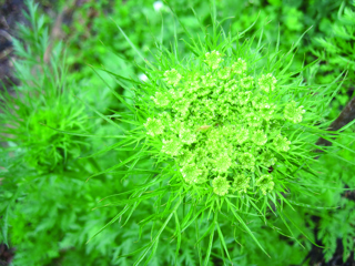 Audio Article: Saving Biennial Seeds