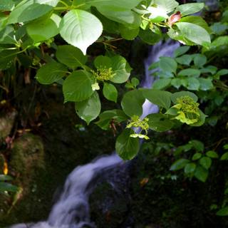 😴💧🎵 Find a Deep SLEEP with the Sound of a WATERFALL and Soothing MUSIC