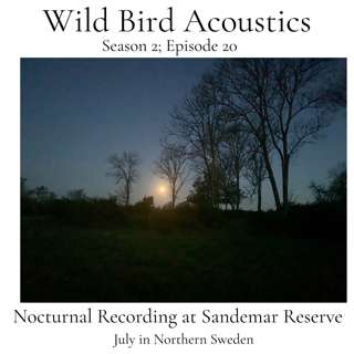 July in Northern Sweden; Nocturnal Recording at Sandemar Reserve