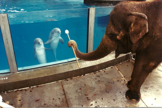 FIVE important elements of animal training plans. .