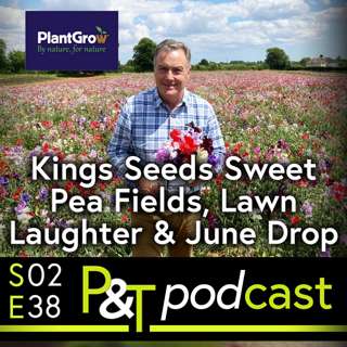 Kings Seeds Sweet Pea Fields, Lawn Laughter & June Drop