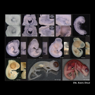 106: Chameleon Embryonic Development with Dr. Raul Diaz