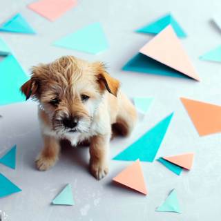 Mental hälsa som hundägare - En överlevnadsguide