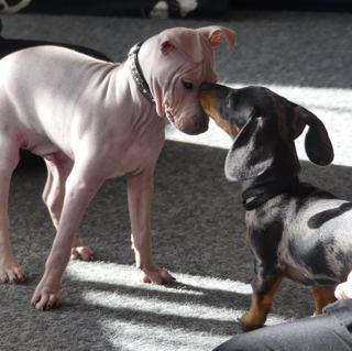Valpar och hundspråk