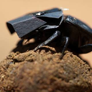 Insekternas fantastiska navigation studeras – forskare och militärer vill lära sig