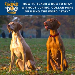 How To Teach A Dog To Stay WITHOUT Luring, Collar Pops Or Using The Word "Stay" #134