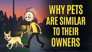 The Psychology of Why Pets Are Similar To Their Owners 