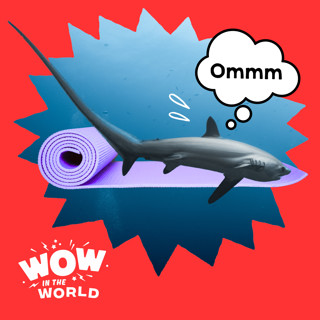 A Shark Tail: Can a Yoga Class Learn the Secrets of the Thresher Shark?