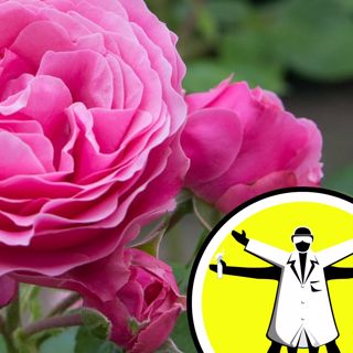 Gardens, Plants and Climate Change