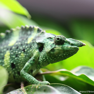108: Meller's Chameleons Pt 1 - Natural History and Housing