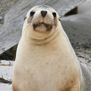 SA records first bird flu case in a sea lion