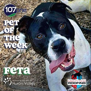 a2VV: HSHV Pet of the Week 11/20/25