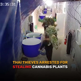 Good Morning Thailand EP.710 | Thai Thieves Arrested for Stealing Cannabis Plants & More..