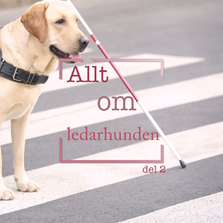 Allt om ledarhunden Del 2
