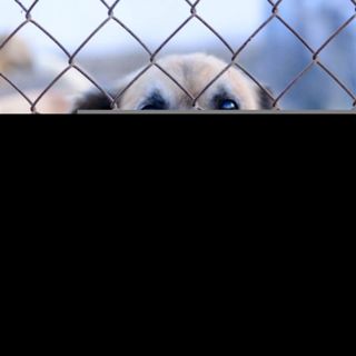 #505: The Dark Truth About Animal Rights Groups, Scamtuaries and Chinese Dog Markets with Mary Beth Constante