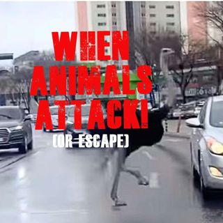 When K-Animals Attack! (And Escape)