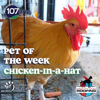 a2VV: HSHV Pet of the Week 7/10/25