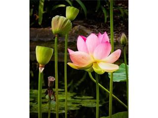 Consciousness, Health, and Authenticity