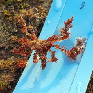 Facts: Hemphill's Kelp Crab