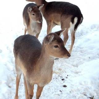 Nu surrar det redan i kuporna!
Vi gläntar på locket till binas värld