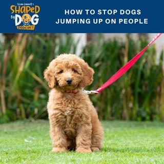 How To Stop Dogs Jumping Up On People #121