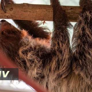 Sloth Warehouse Scandal Sparks Shutdown, White House Ballroom Faces Legal Hurdles, Supreme Court Birthright Ruling, Israel Votes as Trust Erodes, and more...