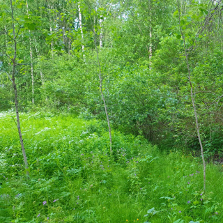 Midsummer Meadow
