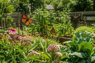 Backyard Conservation: The Preserver’s Garden with Stacy and Jeremy Hill