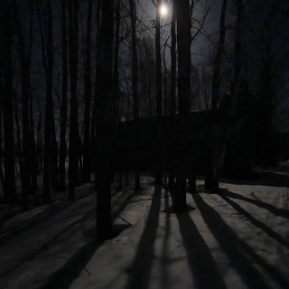 Boreal Owl