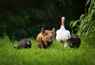 Responsible Antibiotics Use in Animals