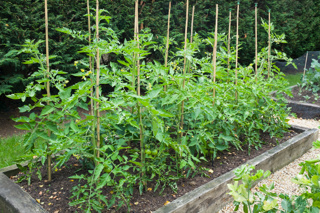 Gardening Problems and Solutions