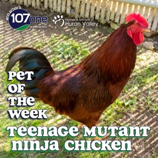 HSHV Pet of the Week 7/9/26