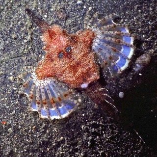 Facts: Seamoths (Pegasus Fish)
