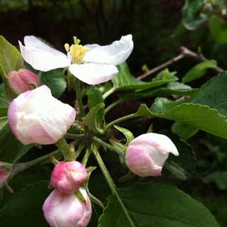 Orrhönorna får tupparna att darra och fältreporter bland äppelblommor