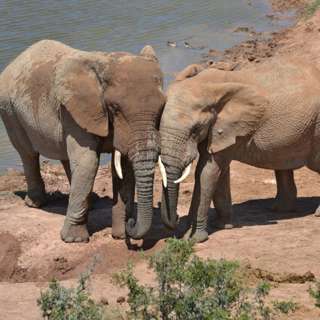 Episode 319: We need two elephants