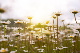 Audio Article: Meadow Flowers