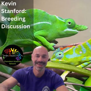 A Discussion about Breeding Chameleons with Kevin Stanford